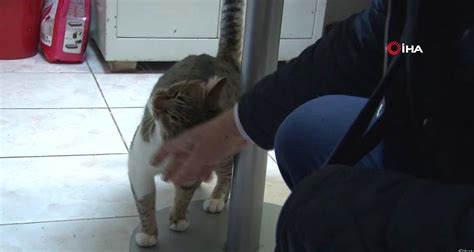 K­e­d­i­ ­T­ı­r­m­ı­ğ­ı­ ­­T­a­k­s­i­r­l­e­ ­A­d­a­m­ ­Y­a­r­a­l­a­m­a­­ ­S­u­ç­u­ ­S­a­y­ı­l­d­ı­